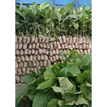 Best Teak Plants 9a-teak plant-8209536-61513.webp